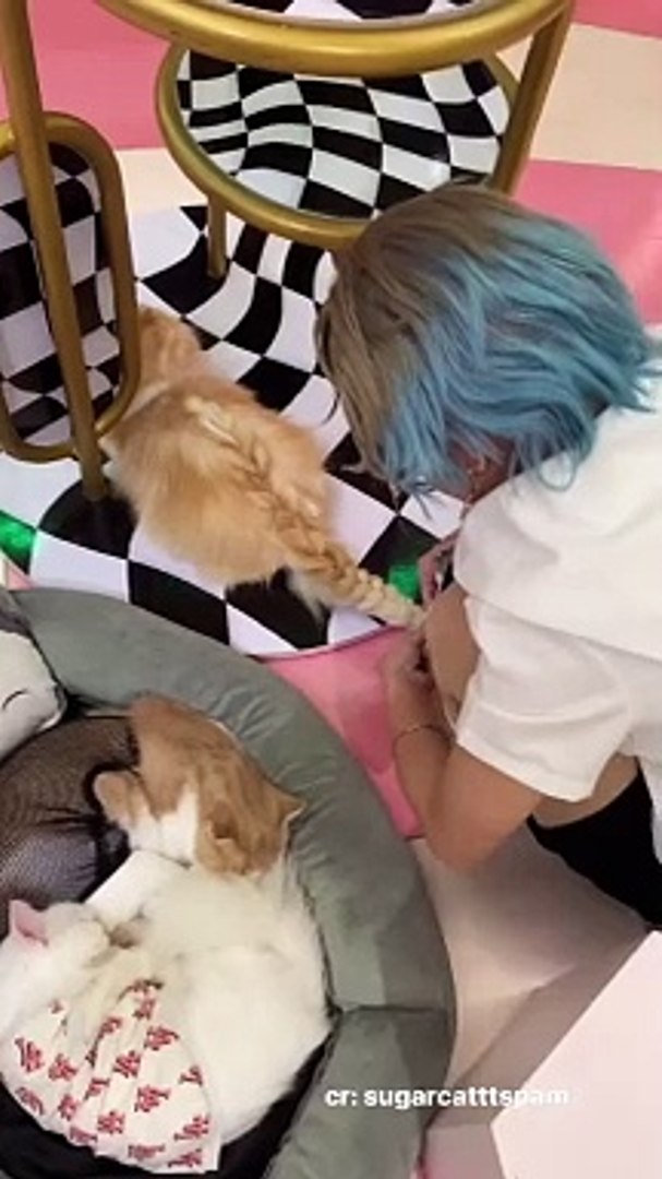 ⁣Pets funny: Hairdressers