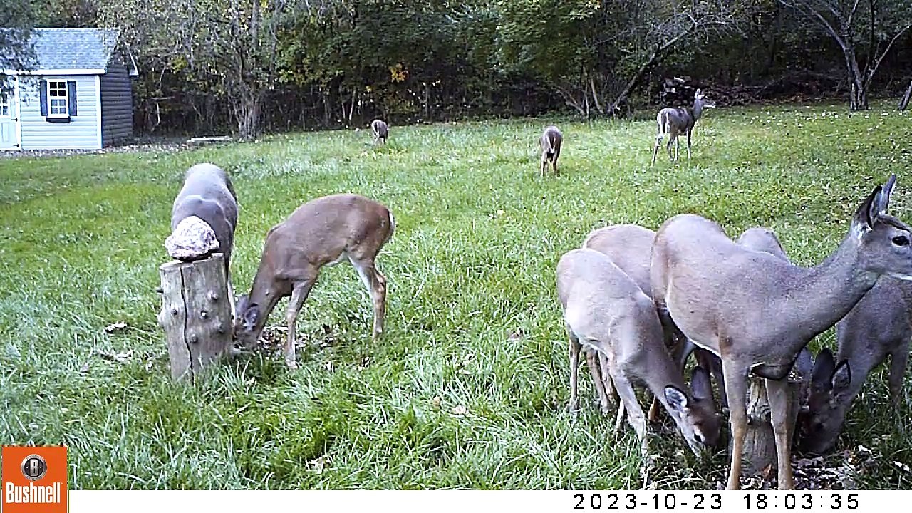 deer herd