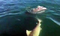 Un grand requin blanc vient dévorer la queue d'un autre requin sous les yeux des pecheurs
