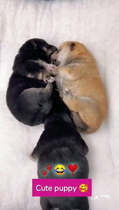 Puppy love short