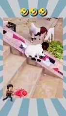 Funny got sliding  funny animals