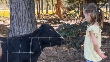 Girl feeding the hungry cow gets scared by its tongue *Hilarious Fail*