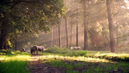"Ethereal Harmonies: Relaxing Soundscapes"