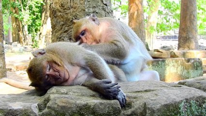 Brother Monkey find Lice for Sweet Pea Monkey Look Like Massage