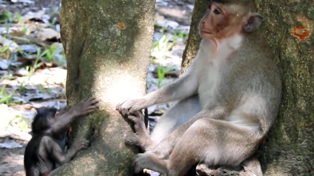 Family group monkey play with their family so funny _ king monkey catch his baby