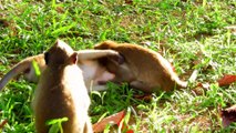 Baby Monkey Playing on the Green Grass Very Happy While Sweet Pear Monkey Come Watch This