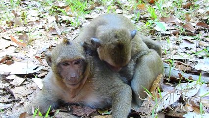 MG- Jack monkey bit Sweet pea for friend _ why Jack do like this