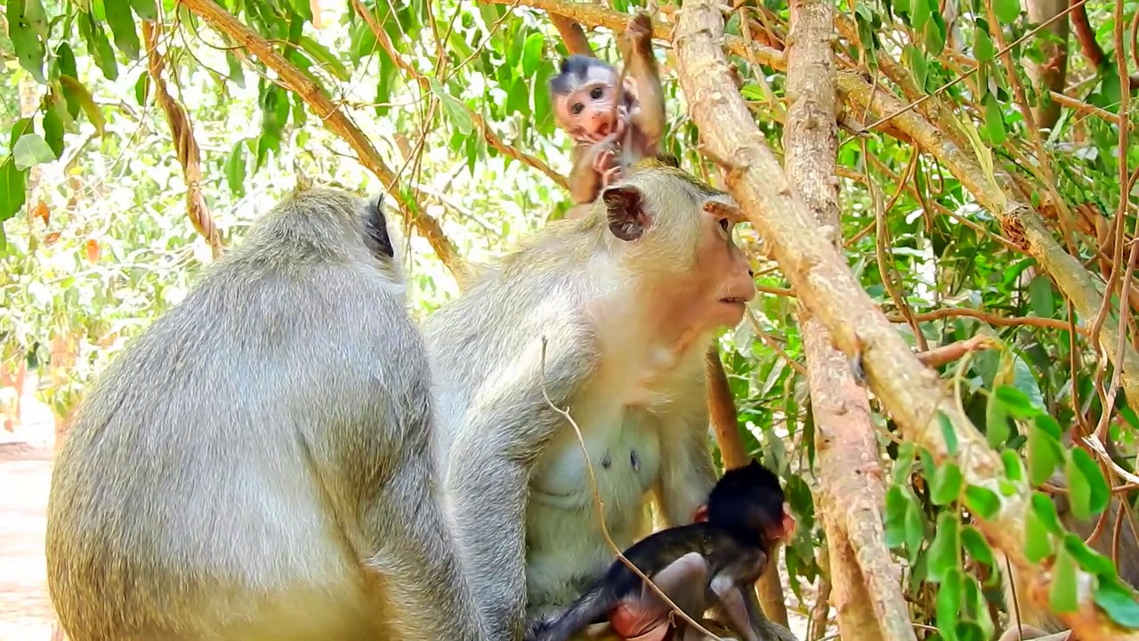 Funny baby monkey training cute baby doing _ adorable Lola baby monkey love