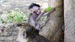 MG- Hot season monkey bro sleep well under tree _ one baby monkey doing and monkey bro sleep