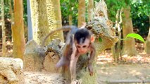 Newborn baby monkey so cute with nature beautiful life