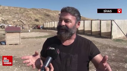 Uzmanı gerçek kangal köpeklerinin özelliklerini anlattı