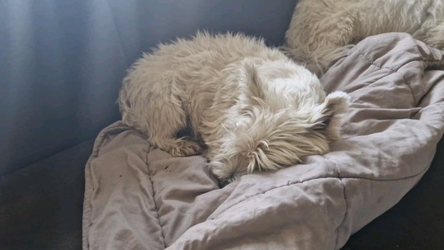 l'heure de la sieste , la tronche du chien