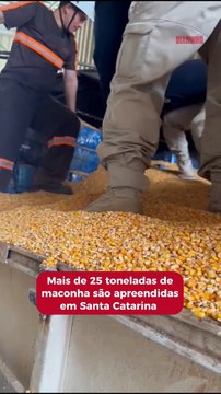 Mais de 25 toneladas de maconha são apreendidas em SC