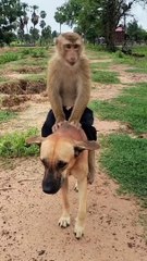 #short #shorts #like #monkey #comedy #dog #share #coment #short video