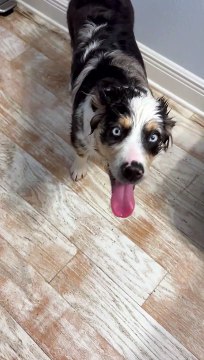Australian Shepherd Has the Time of Her Life Playing in Toilet