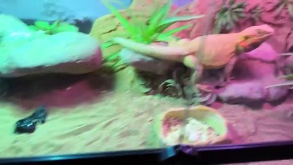 последний день с семьей, я вернулась в Америку  _ VLOG #6