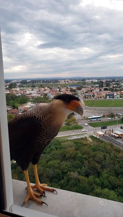 Falcons Eye Felines Through the Window
