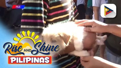 PPA: Alagang hayop, kailangan ng mga dokumento kapag isasakay sa barko