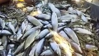 Lagi panen ikan dan udang faname