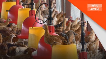 Subsidi ayam ditamatkan bermula 1 November - Mat Sabu