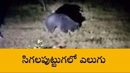 శ్రీకాకుళం జిల్లా: ఆలయంలోకి వచ్చిన ఎలుగు బంటి