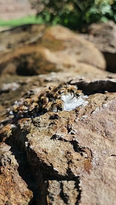 Bees Enjoy a Sugary Feast