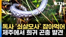 [자막뉴스] 제주도의 허파 '선흘 곶자왈'서 발견된 희귀 곤충들  / YTN