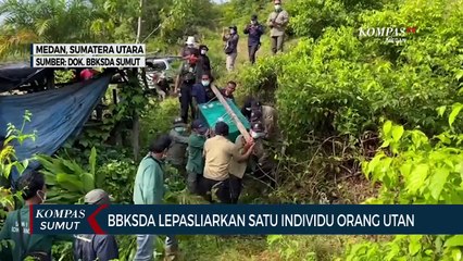 Download Video: BBKSDA Sumut Lepasliarkan Orang Utan Sumatera di Suaka Margasatwa Siranggas