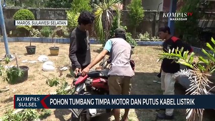 Télécharger la video: Pohon Tumbang Timpa Motor Dan Putus Kabel Listrik