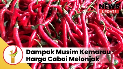 Dampak Musim Kemarau Harga Cabai Melonjak