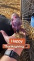 How The Animals Eat On Thanksgiving  #shorts #thanksgiving