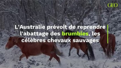 L'Australie prévoit de reprendre l'abattage des brumbies, les célèbres chevaux sauvages