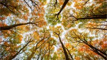 Temperaturen im Tiefflug: Ist es vorbei mit dem sonnigen Herbst?