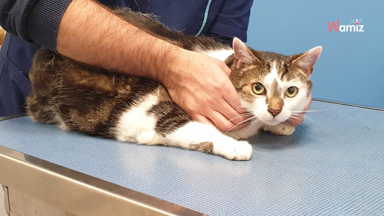 Adopté tout petit par un couple, ce chat a finalement été abandonné lorsqu'ils ont décidé d'avoir des enfants