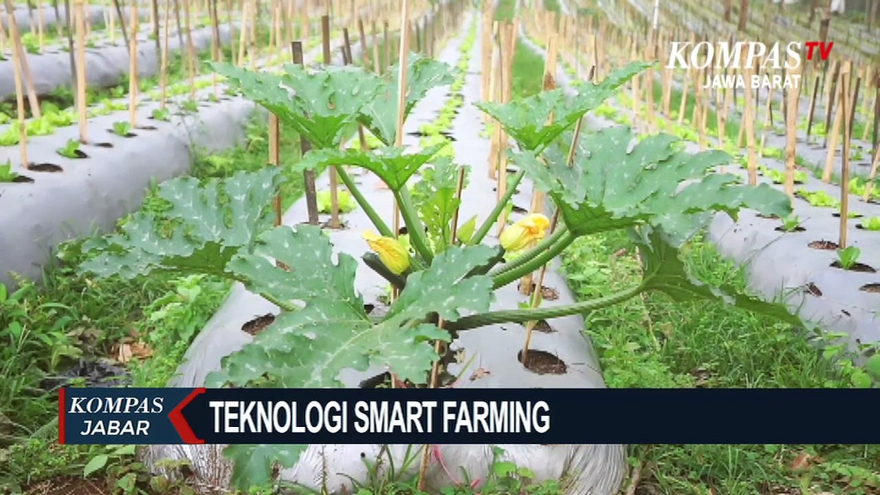 Petani Di Kawasan Desa Cibodas, Mulai Beralih Ke Smart Farming