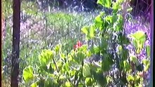 Sony DXC 1200 P. Testing Trinicon colour camera. Year 1974