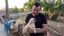 Antalya'da Puk kırması köpek öksüz kalan kedilerin annesi oldu