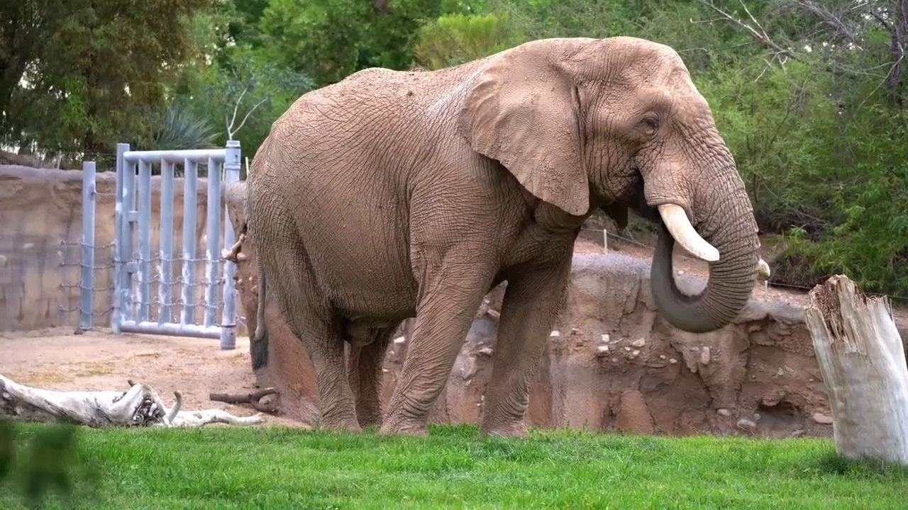 Elephant Elephant