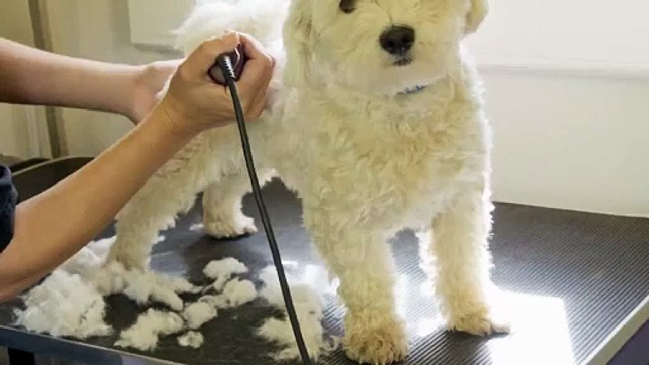 The Art of Pet Fur Trimming: Enhancing Your Pet’s Style and Comfort