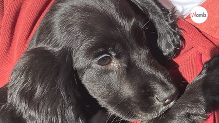 Weil er wie eine Meerjungfrau aussieht: Hund herzlos auf Parkplatz ausgesetzt