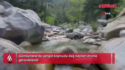 Kalın tırnaklar, sağlam bir kalp! Doğada müthiş uyum