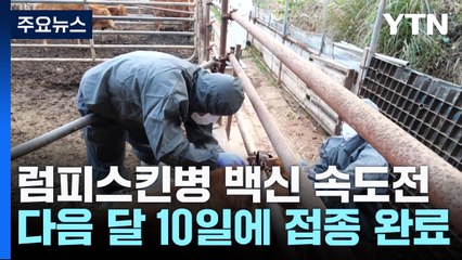 럼피스킨병 백신 접종 속도전..."다음 달 10일까지 완료" / YTN