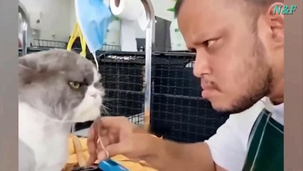 Funniest Cats Videos, The Siliest, Cutest And Funniest Cats 34