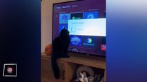 Yükleme ekranını takip eden şaşkın kedi
