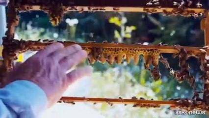 Remunerazione per gli apicoltori, ecco la soglia minima