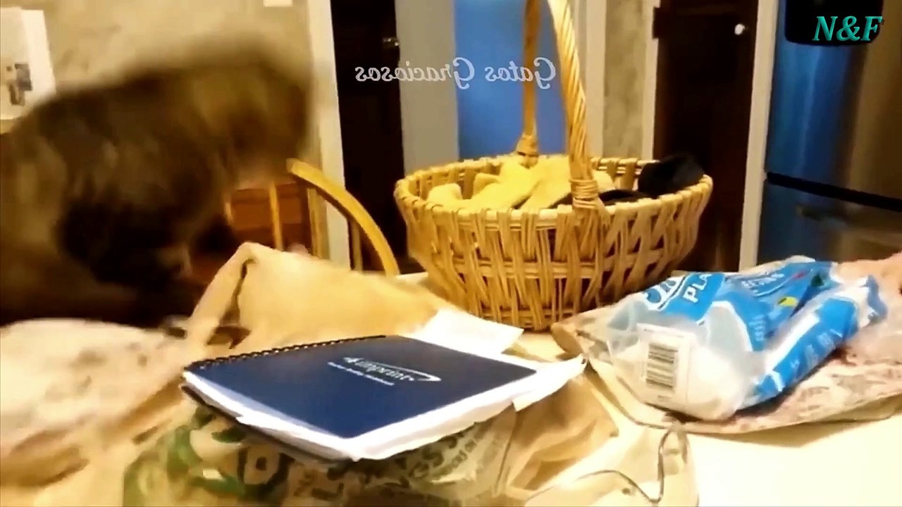 Funniest Cats Videos, The Siliest, Cutest And Funniest Cats 36