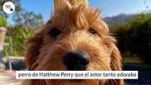 Lisa Kudrow querría adoptar a Alfred, el precioso perro de Matthew Perry que el actor tanto adoraba
