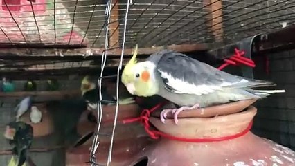 Little and cute birds