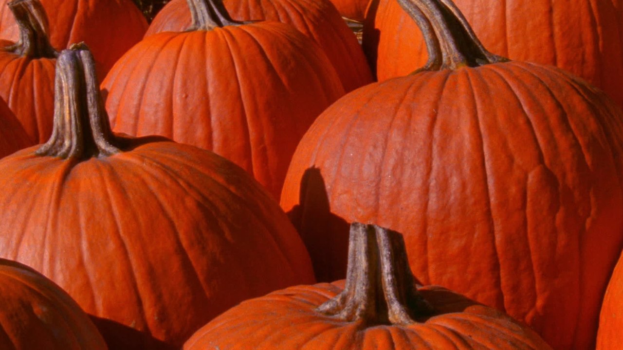 Here's why you should never throw away your Halloween pumpkin video