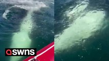 Orca swims up to boat and splashes boaters with its tail